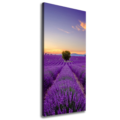 Tableau photo sur toile Champ de lavande violette