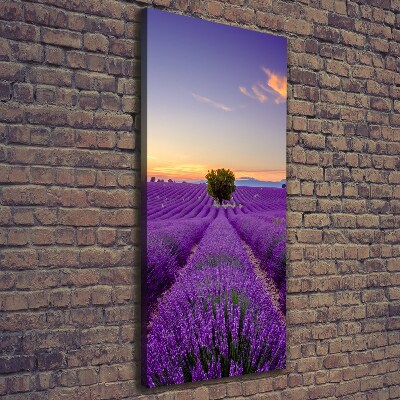 Tableau photo sur toile Champ de lavande violette