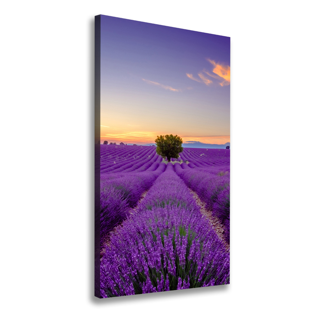 Tableau photo sur toile Champ de lavande violette