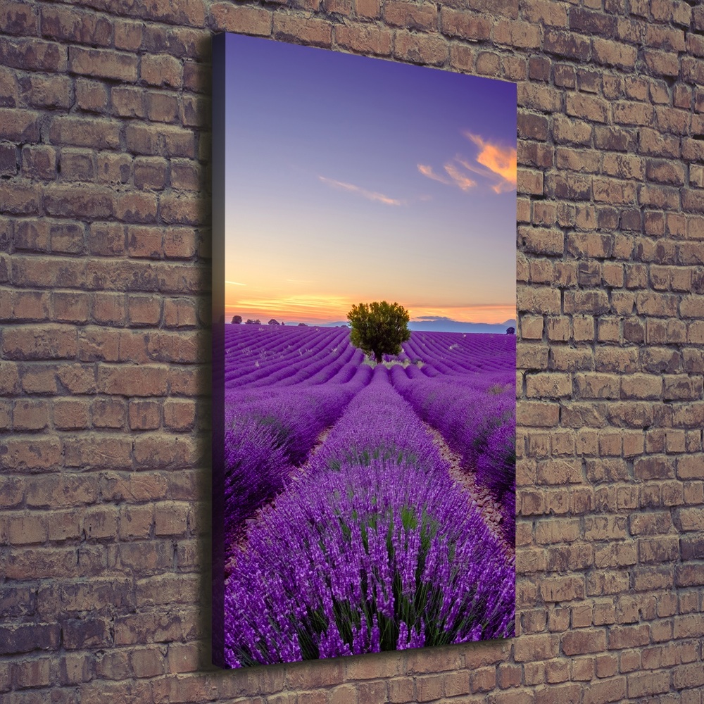 Tableau photo sur toile Champ de lavande violette