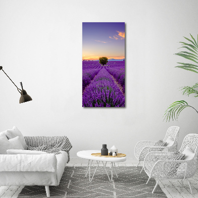 Tableau photo sur toile Champ de lavande violette