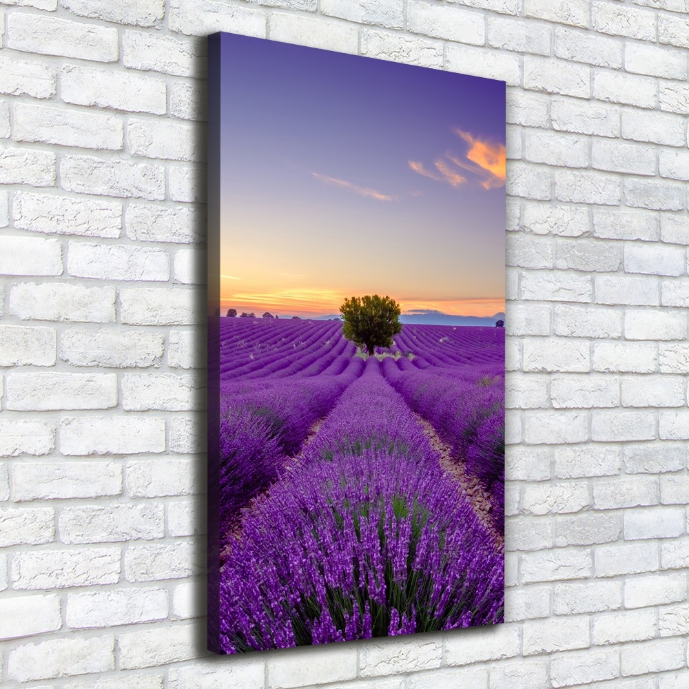 Tableau photo sur toile Champ de lavande violette