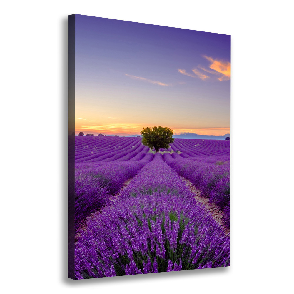 Tableau photo sur toile Champ de lavande violette