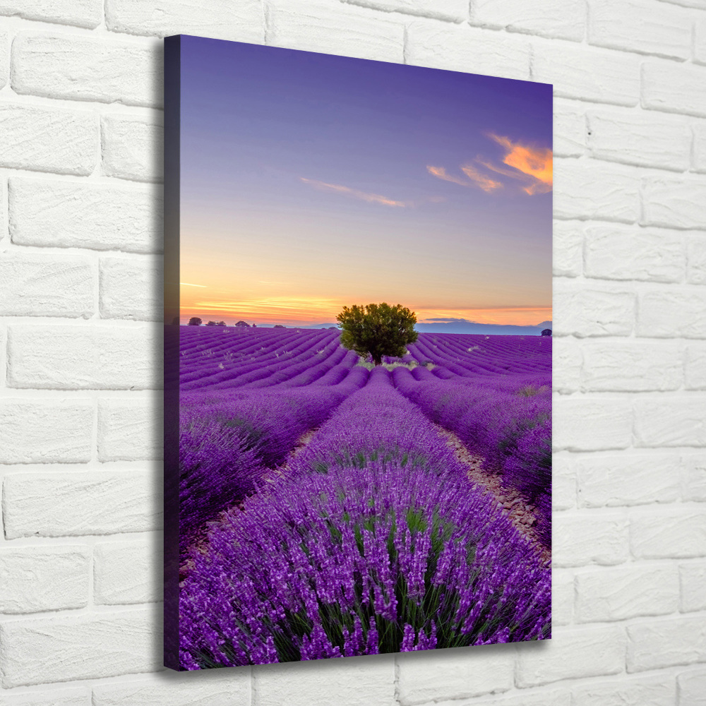 Tableau photo sur toile Champ de lavande violette