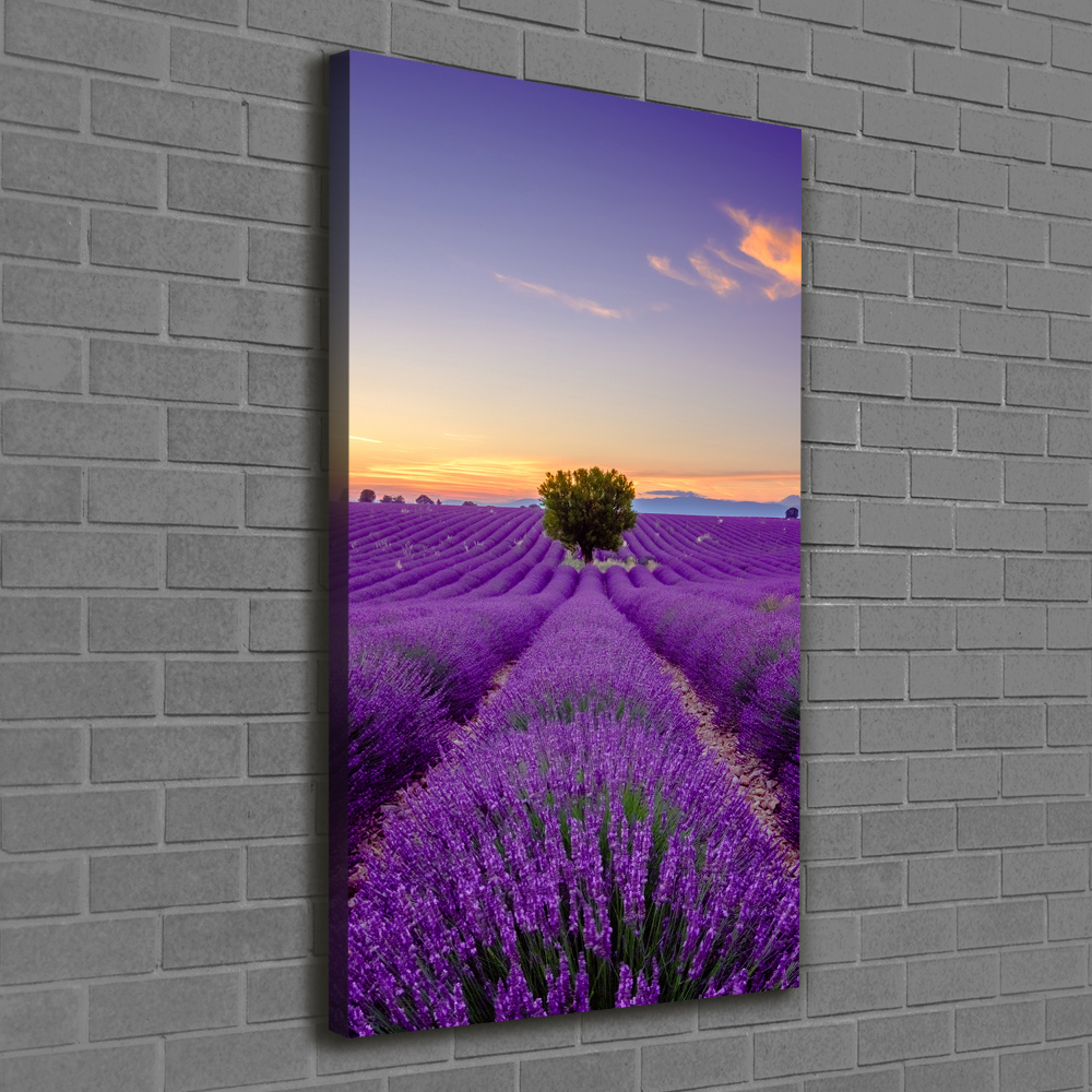 Tableau photo sur toile Champ de lavande violette