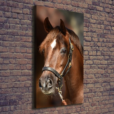 Tableau sur toile Portrait d'un cheval