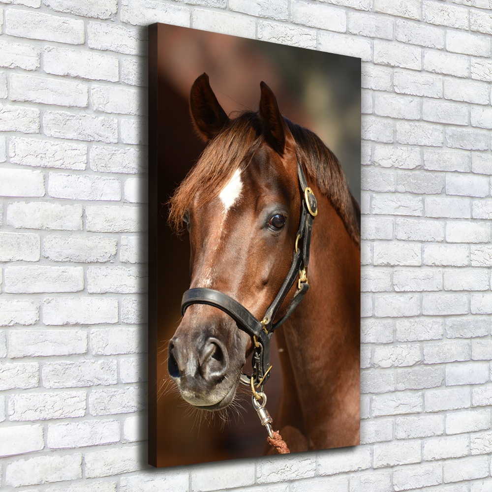 Tableau sur toile Portrait d'un cheval