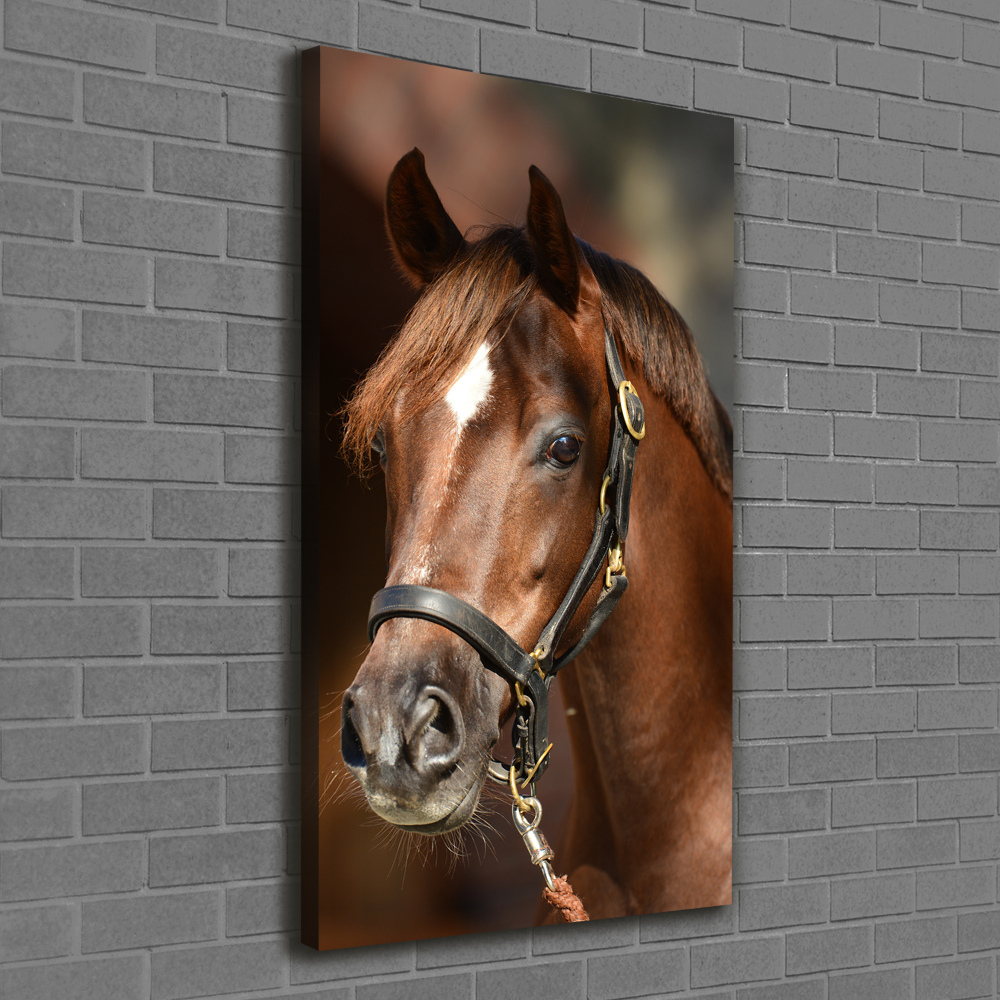 Tableau sur toile Portrait d'un cheval