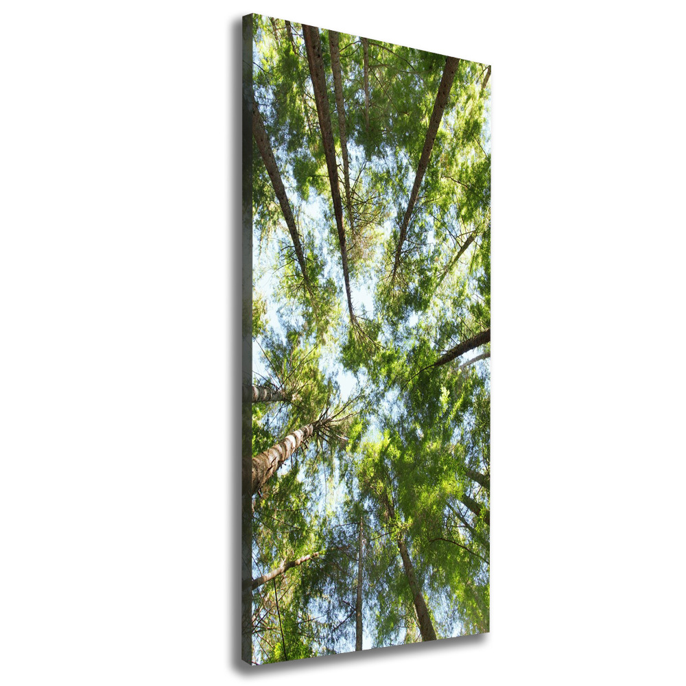 Tableau mural sur toile Couronne d'arbres