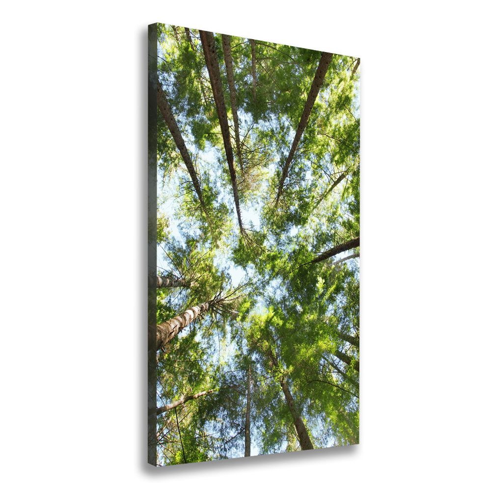 Tableau mural sur toile Couronne d'arbres