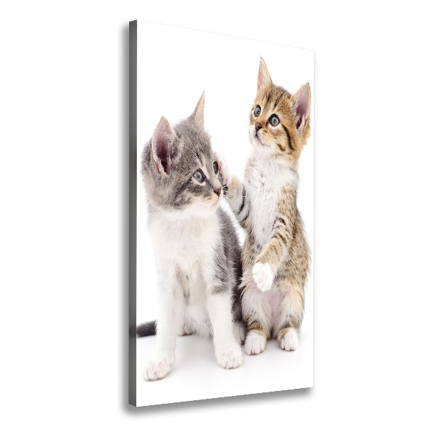 Deux petits chats