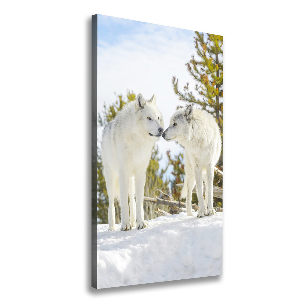 Tableau photo sur toile Deux loups blancs