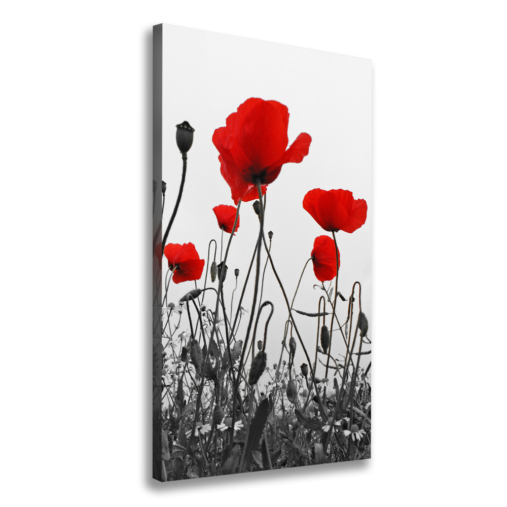 Tableau imprimé sur toile Coquelicots rouges