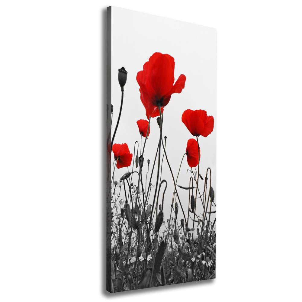 Tableau imprimé sur toile Coquelicots rouges