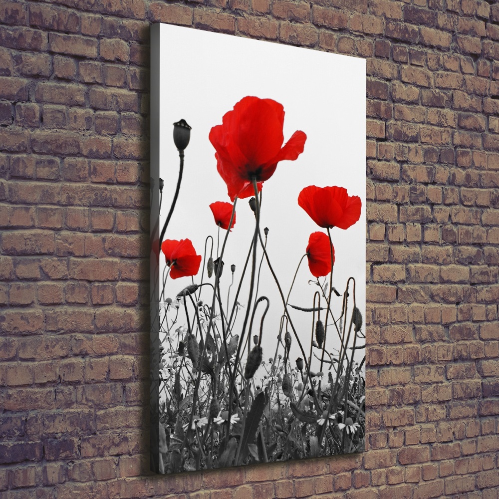 Tableau imprimé sur toile Coquelicots rouges