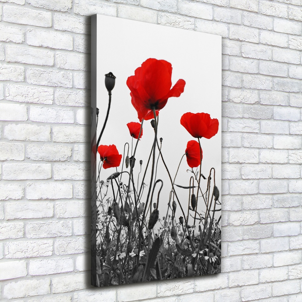 Tableau imprimé sur toile Coquelicots rouges