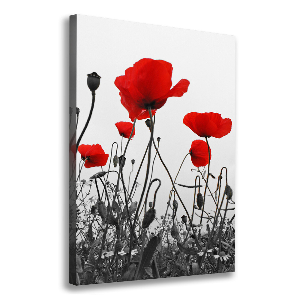 Tableau imprimé sur toile Coquelicots rouges