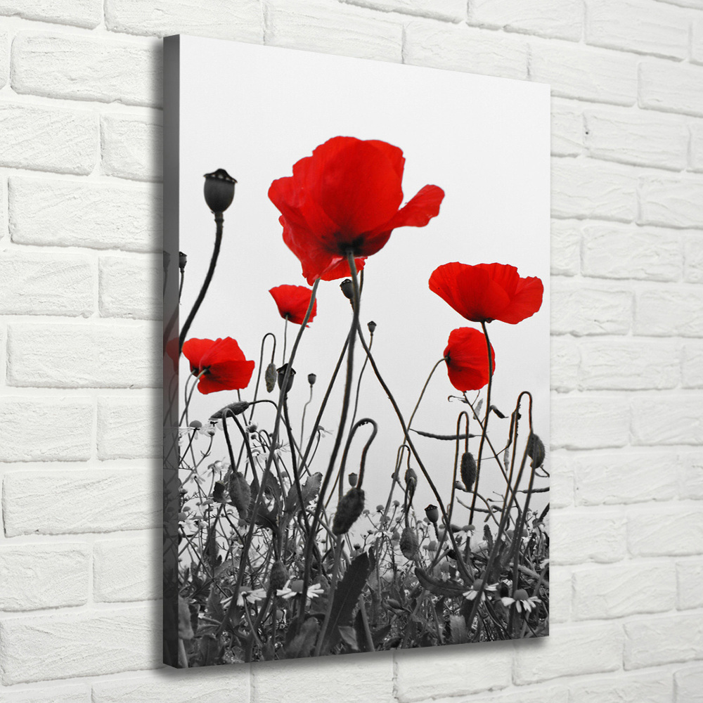 Tableau imprimé sur toile Coquelicots rouges