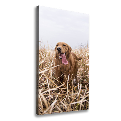 Tableau sur toile Golden retriever