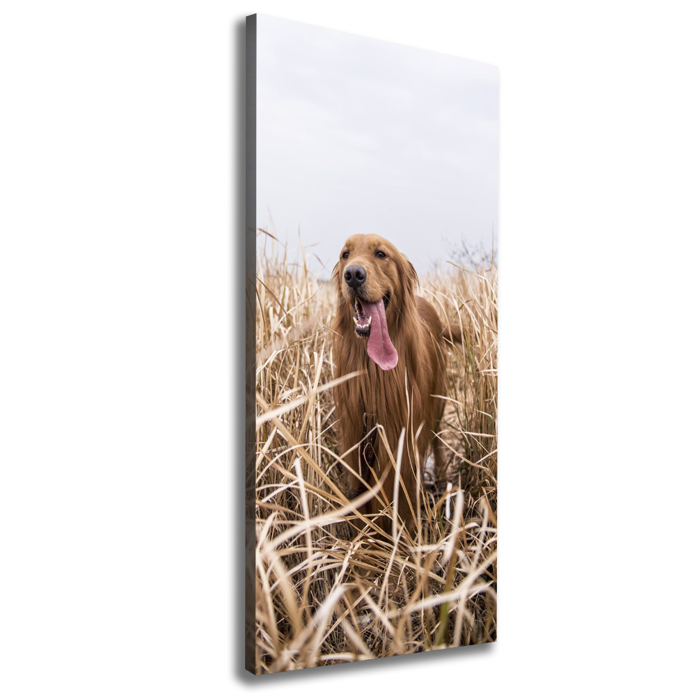 Tableau sur toile Golden retriever