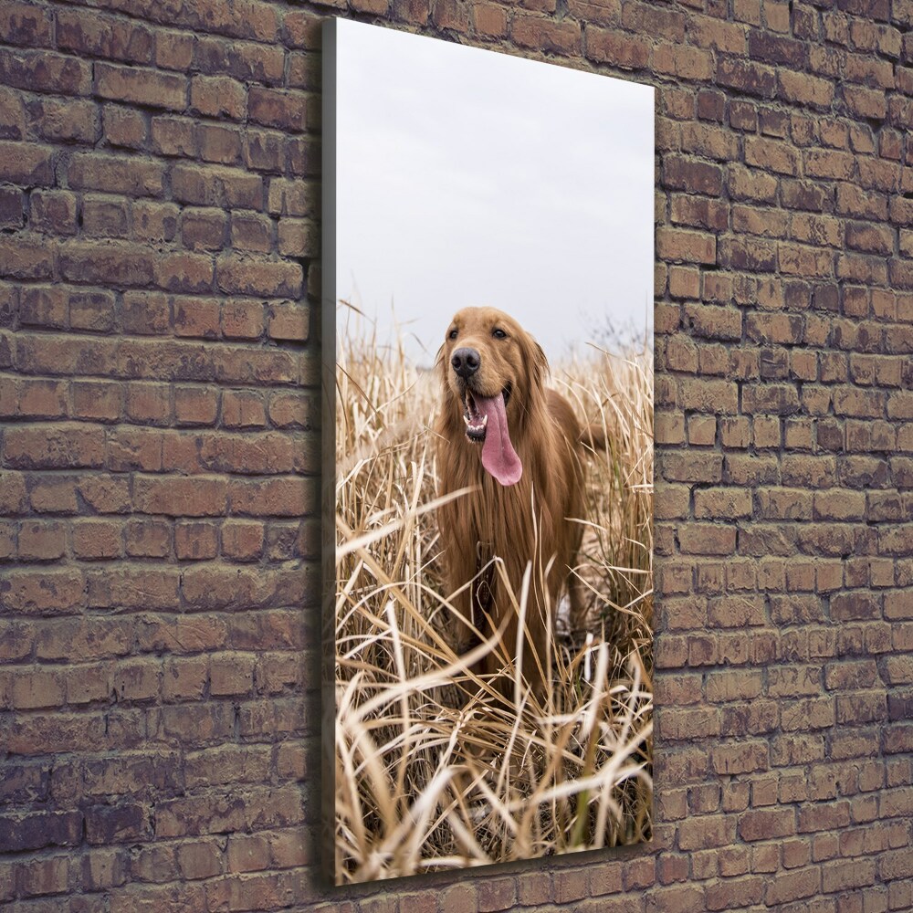 Tableau sur toile Golden retriever