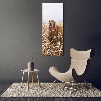 Tableau sur toile Golden retriever