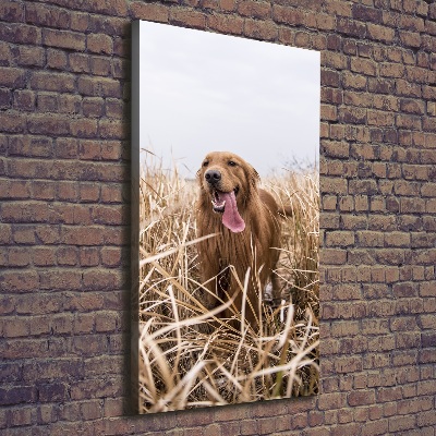 Tableau sur toile Golden retriever