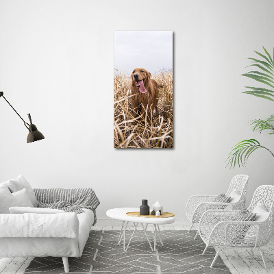 Tableau sur toile Golden retriever