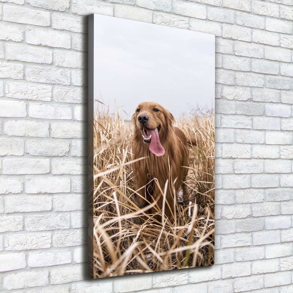 Tableau sur toile Golden retriever