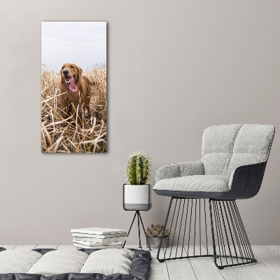 Tableau sur toile Golden retriever