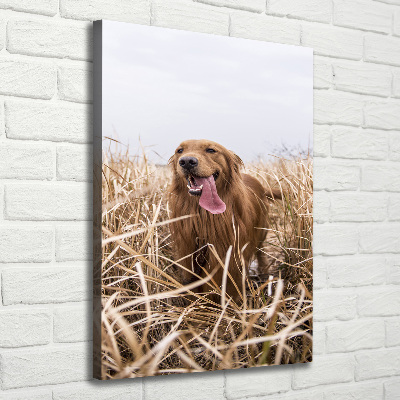 Tableau sur toile Golden retriever