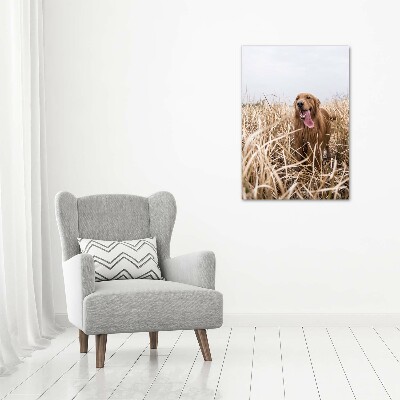 Tableau sur toile Golden retriever