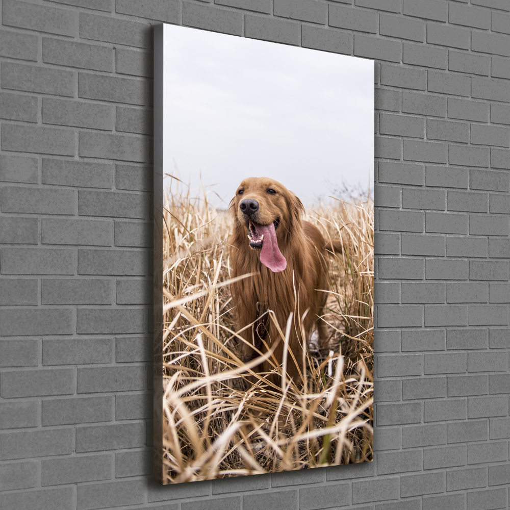 Tableau sur toile Golden retriever