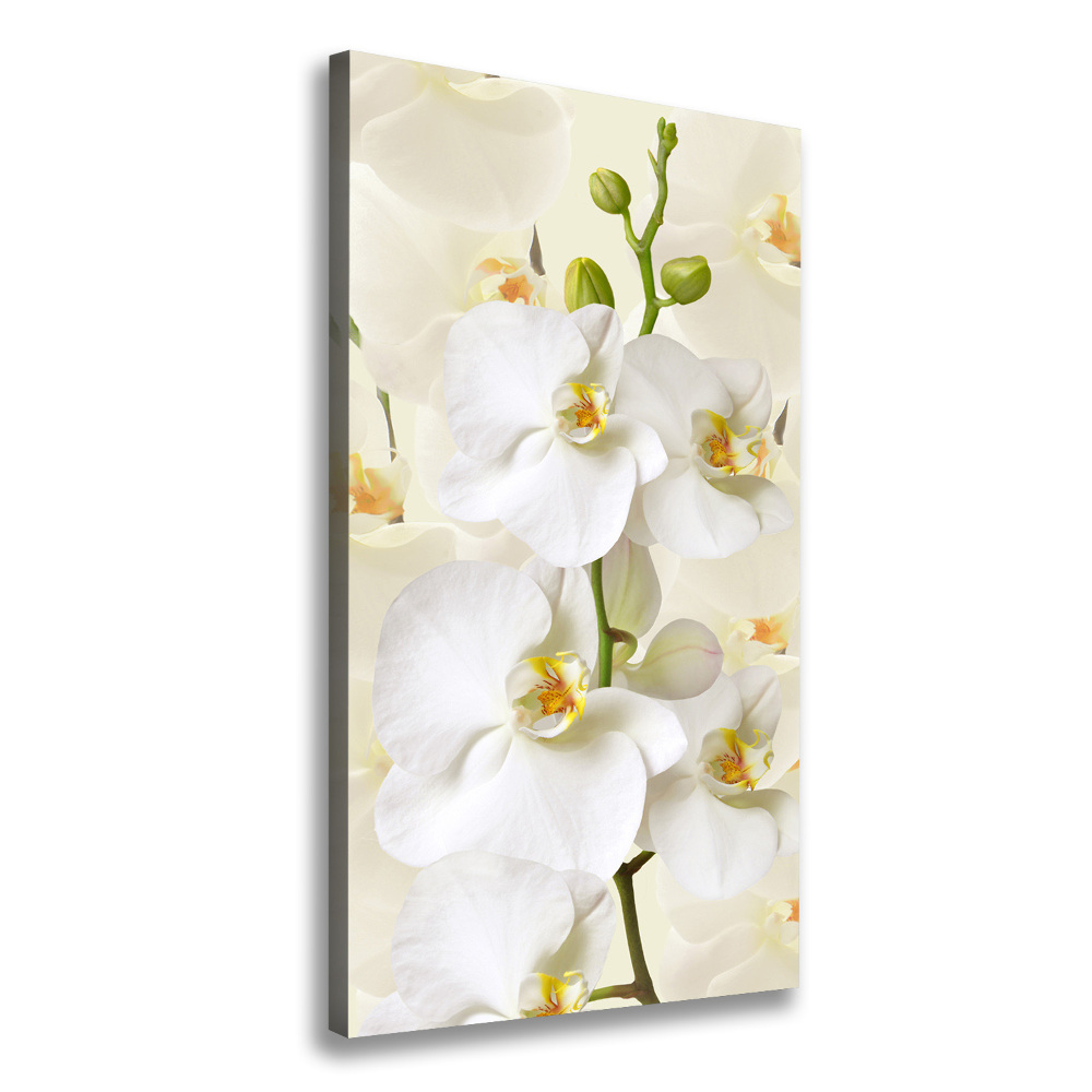 Tableau sur toile Orchidée blanche