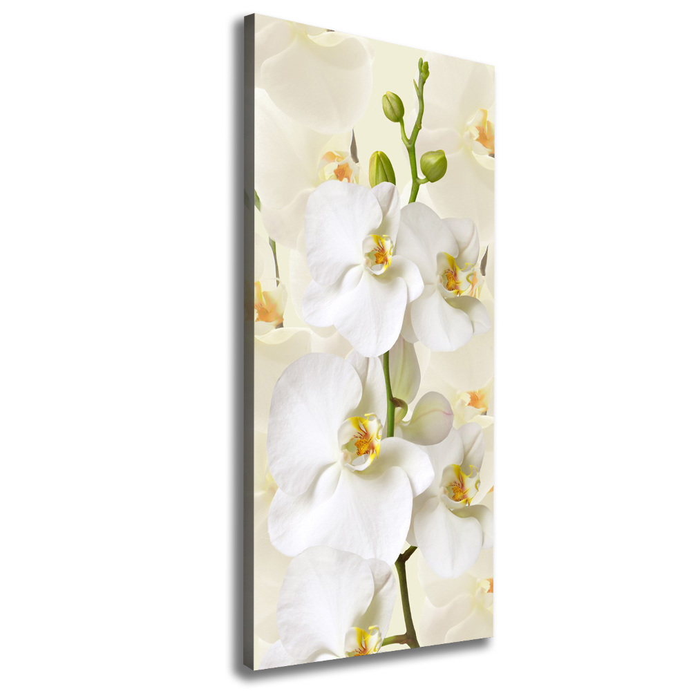 Tableau sur toile Orchidée blanche