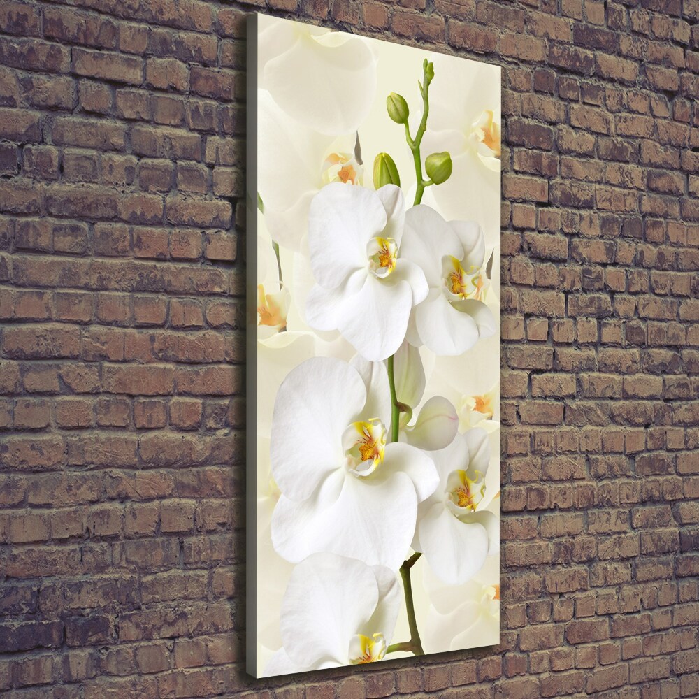 Tableau sur toile Orchidée blanche