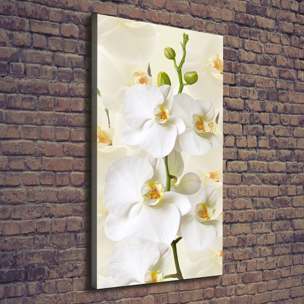 Tableau sur toile Orchidée blanche