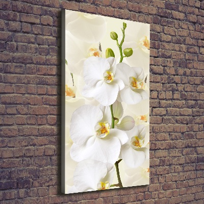 Tableau sur toile Orchidée blanche