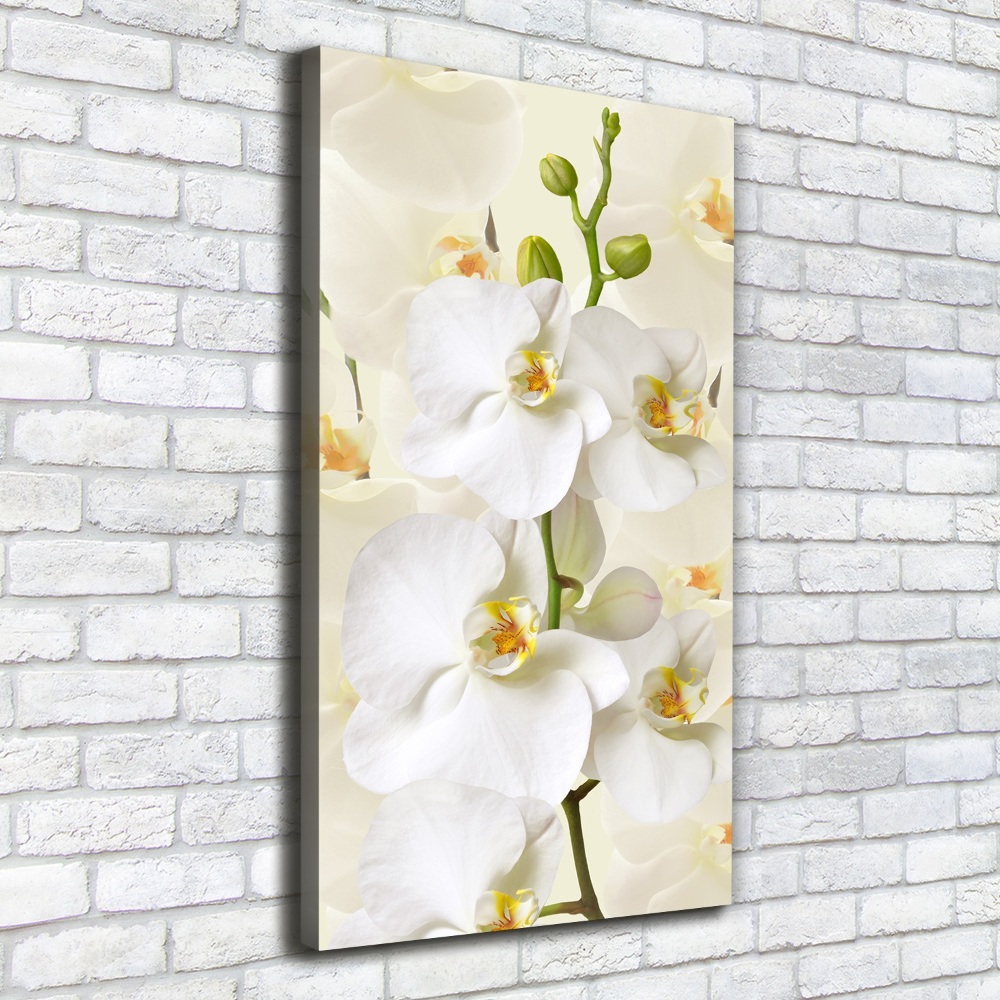 Tableau sur toile Orchidée blanche