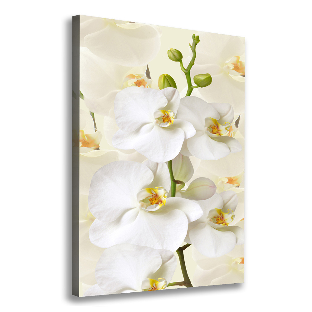 Tableau sur toile Orchidée blanche