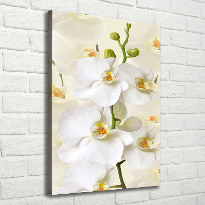 Tableau sur toile Orchidée blanche