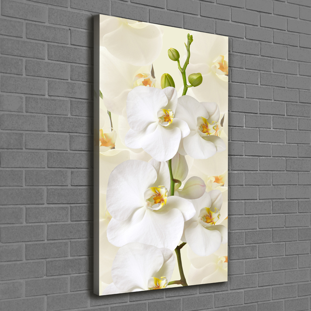 Tableau sur toile Orchidée blanche