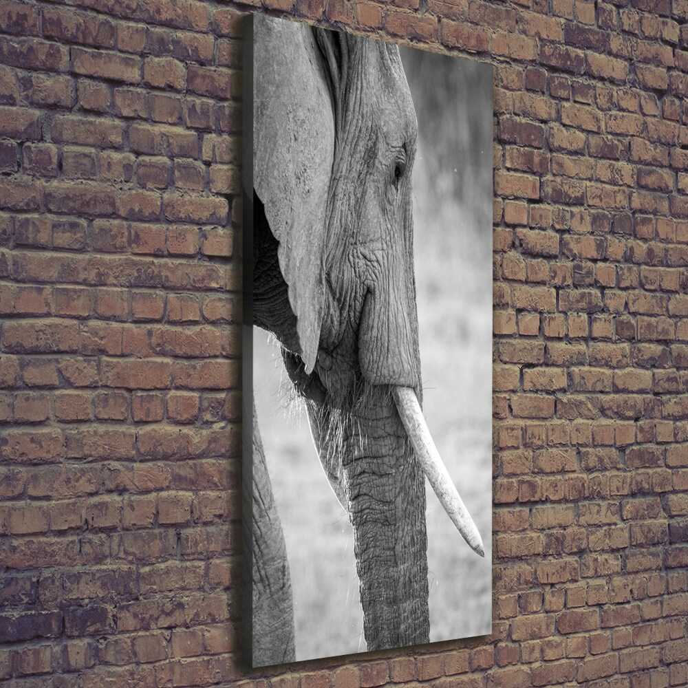 Tableau photo sur toile Éléphant