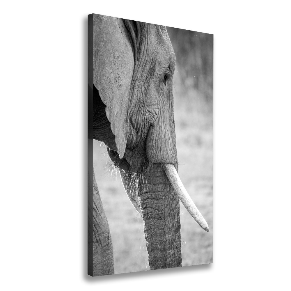 Tableau photo sur toile Éléphant