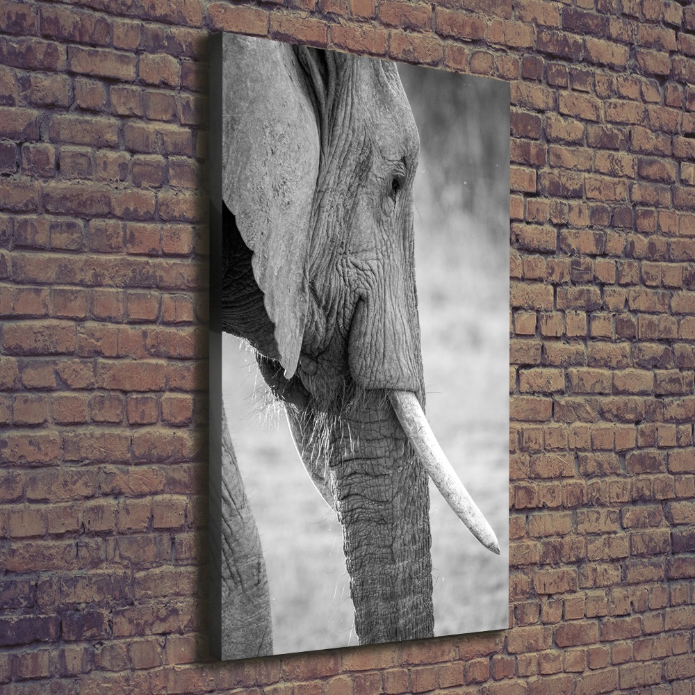 Tableau photo sur toile Éléphant