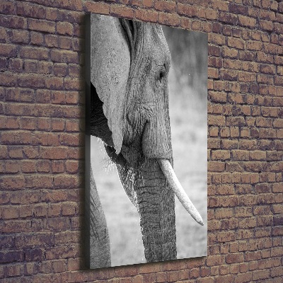 Tableau photo sur toile Éléphant