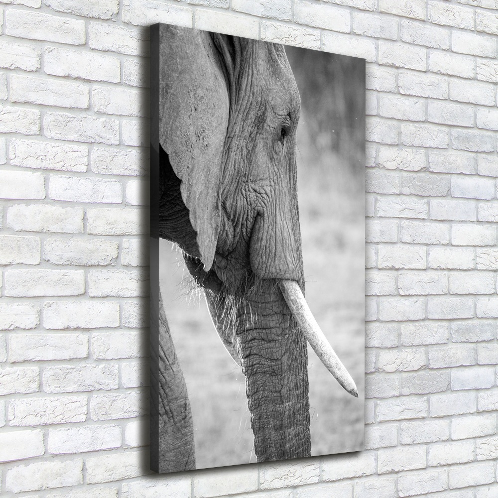 Tableau photo sur toile Éléphant