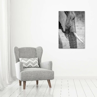 Tableau photo sur toile Éléphant