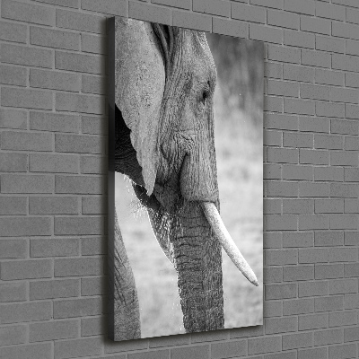 Tableau photo sur toile Éléphant