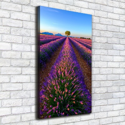 Tableau sur toile Fleurs violettes de lavande